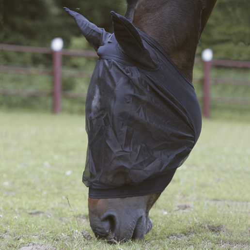 Flughuva med öron, Svart